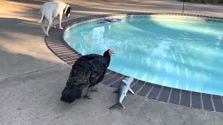 Turkey 🦃 & Dog 🐶 PitBull Mako BFF | TexasGirly1979 by TexasGirly1979 1,029 views 2 years ago 1 minute, 14 seconds