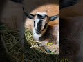 Un chevreau sort dehors pour la 1ère fois et ÇA s'est passé ! 💛🤯#animauxmignons #bébésanimaux #chèv