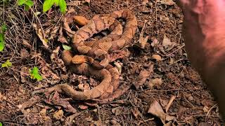 Copperhead Breeding Under Metal In Kentucky 2020