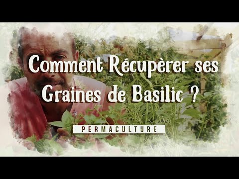 Vidéo: Sauver les graines de basilic - Comment récolter les graines de basilic des plantes