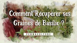 Pourquoi devez-vous vous mettre aux graines de basilic