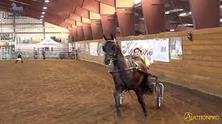 2026 Mountain View Morgan Stallion Presentation and Sale | AuctionPro