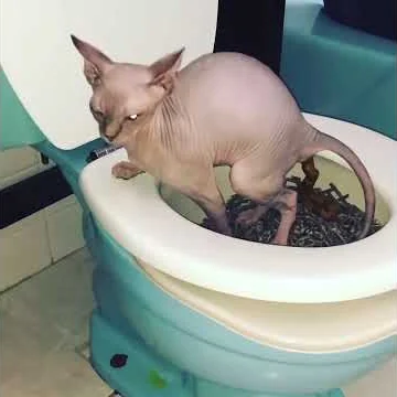 Watch the video about Taught my sphynx cat how to use the toilet