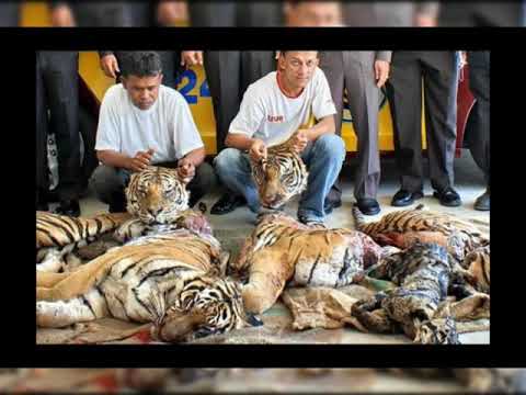 აი როგორ ვიქცევით ადამიანები