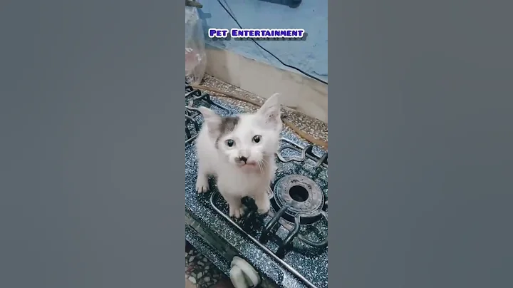 Watch the video about Little kitten meowing and talking |cute cat videos |kitten meowing |meow|#shorts #youtubeshorts