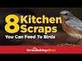 8 Kitchen Scraps You Can Feed Wild Birds With - Great Environmental Tip For Nature Lovers