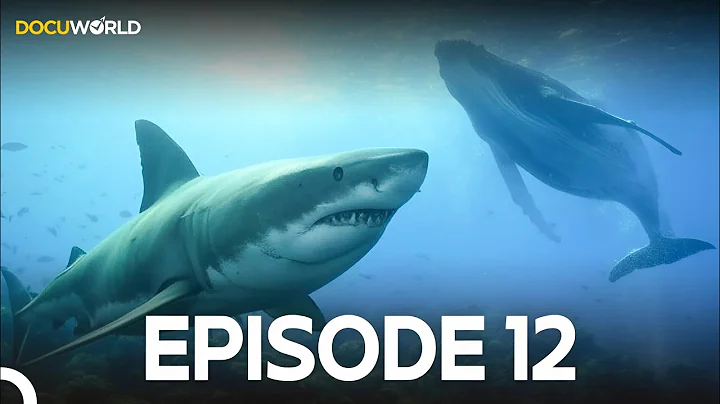 Wild Moments 12 I Warriors of the Depths: Shark and Whale! I Docuworld