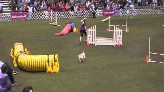 Crush AKC Invitational 2012 Finals
