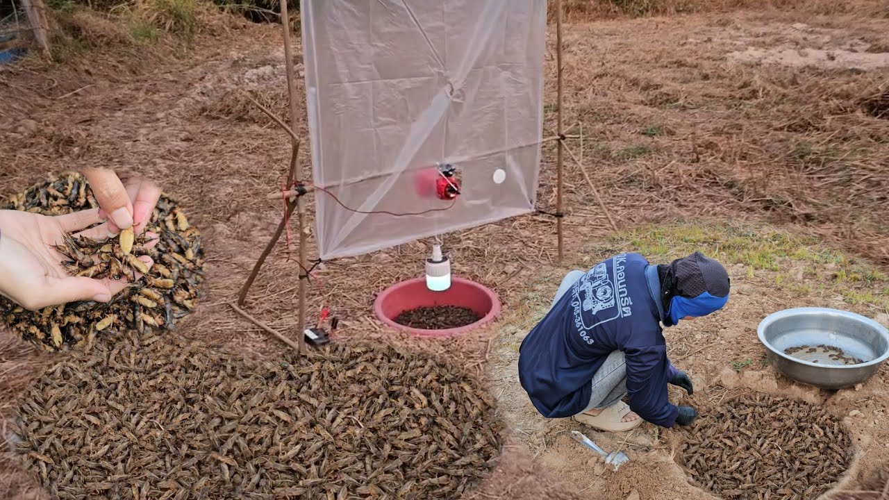 โอ้โห!!วันนี้หมานกว่าเมื่อวานดัก2หลุมหมานๆมีแต่ตัวมันๆอีกแล้วจ้า/15 กุมภาพันธ์ ค.ศ. 2026