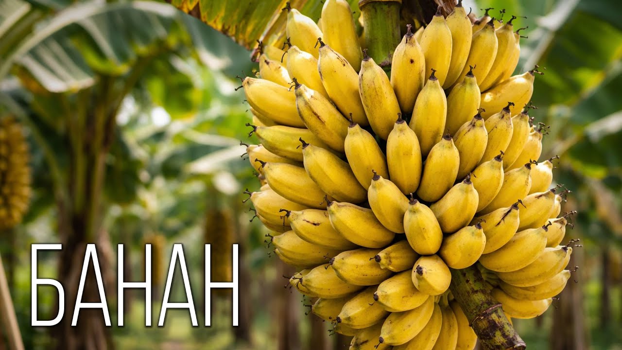 Банан: Улыбка Тропиков | Интересные факты про бананы