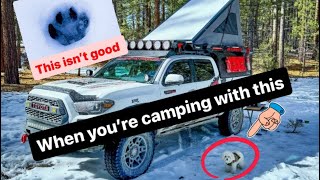 Camping In Holcomb Valley Big Bear With My Dog by No Road No Problem  430 views 3 months ago 15 minutes