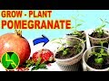 How to grow pomegranate plants at home with locally brought fruit.