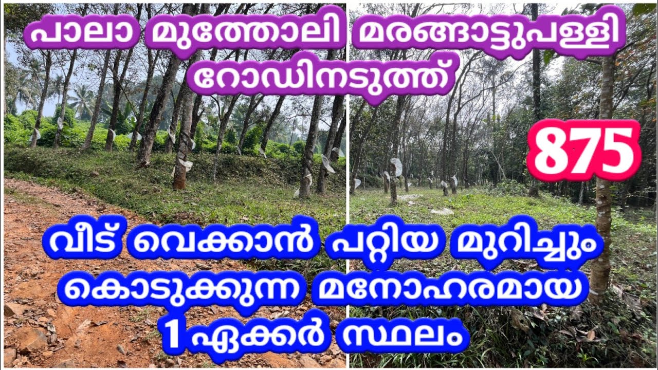 1 acre beautiful land for sale near pala mutholy marangattupally road