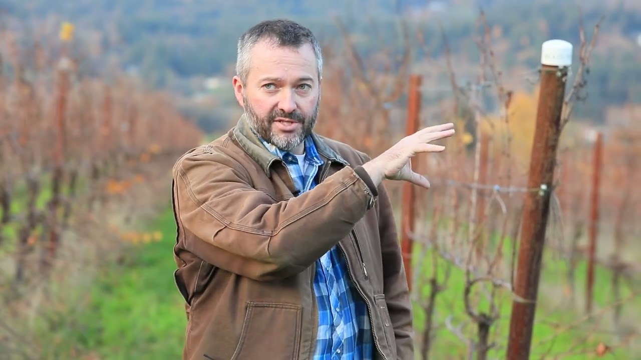 Innovative Laser Tech in Vineyards: Protecting Crops Sustainably