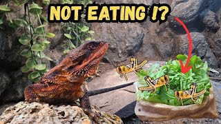 Why Won’t My Bearded Dragon Eat? (Don’t Panic!)