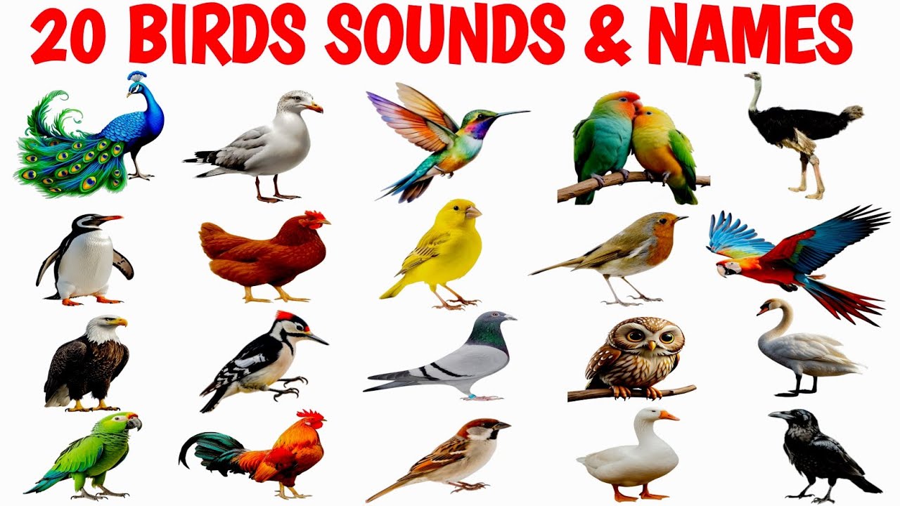 Birds Sounds for Kids | 20 Birds Name & Sound Effects | Many Types Learn Birds Sounds&Names for Kids