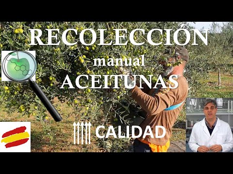 Video: Cosecha de aceitunas en casa: cómo recoger aceitunas del árbol