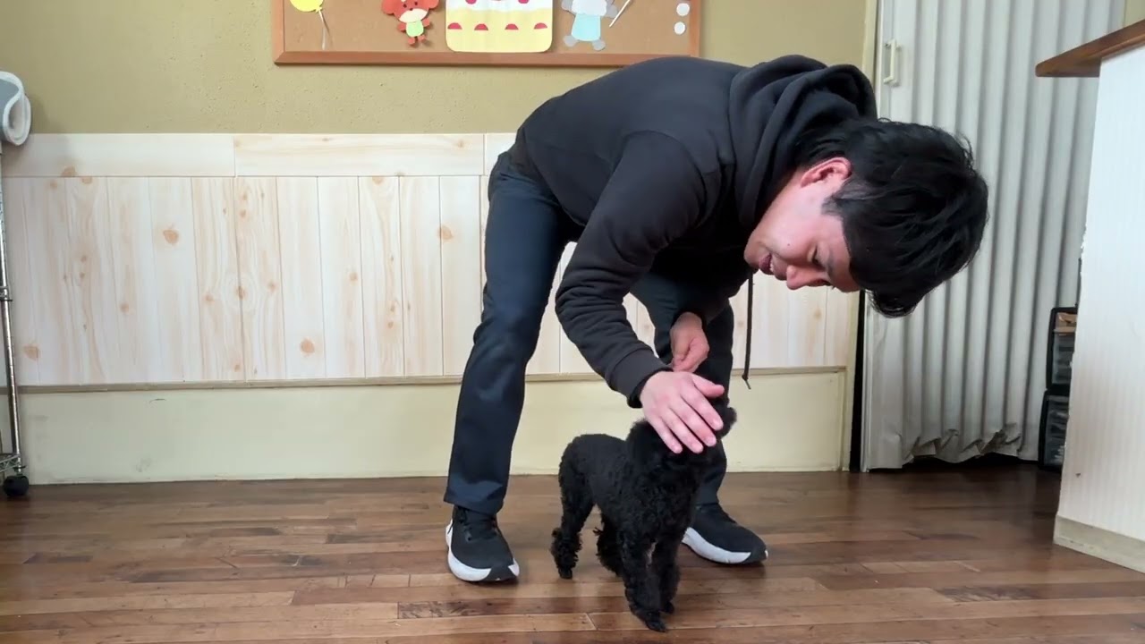 トイプードルの”ホップちゃん”と”センター”に挑戦！ - YouTube