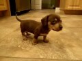 5 wk old Dachshund puppies take over house