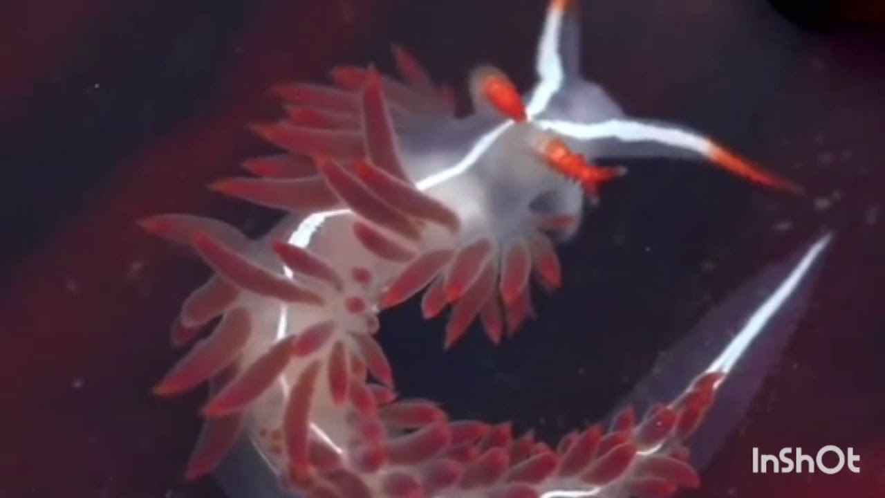 Funcky a lo N.G. (Instrumental)