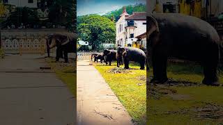Elephants Getting Ready for the Grand Perahera | Temple of the toothKandySriLanka- Clicked by Piu