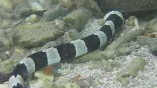 Banded Snake Eel  Myrichthys colubrinus Harlequin Snake Eel