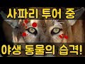 사파리 투어 중 야생 동물의 습격