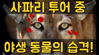 사파리 투어 중 야생 동물의 습격