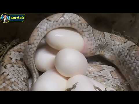 Corn Snake laying an egg | bạn và tôi