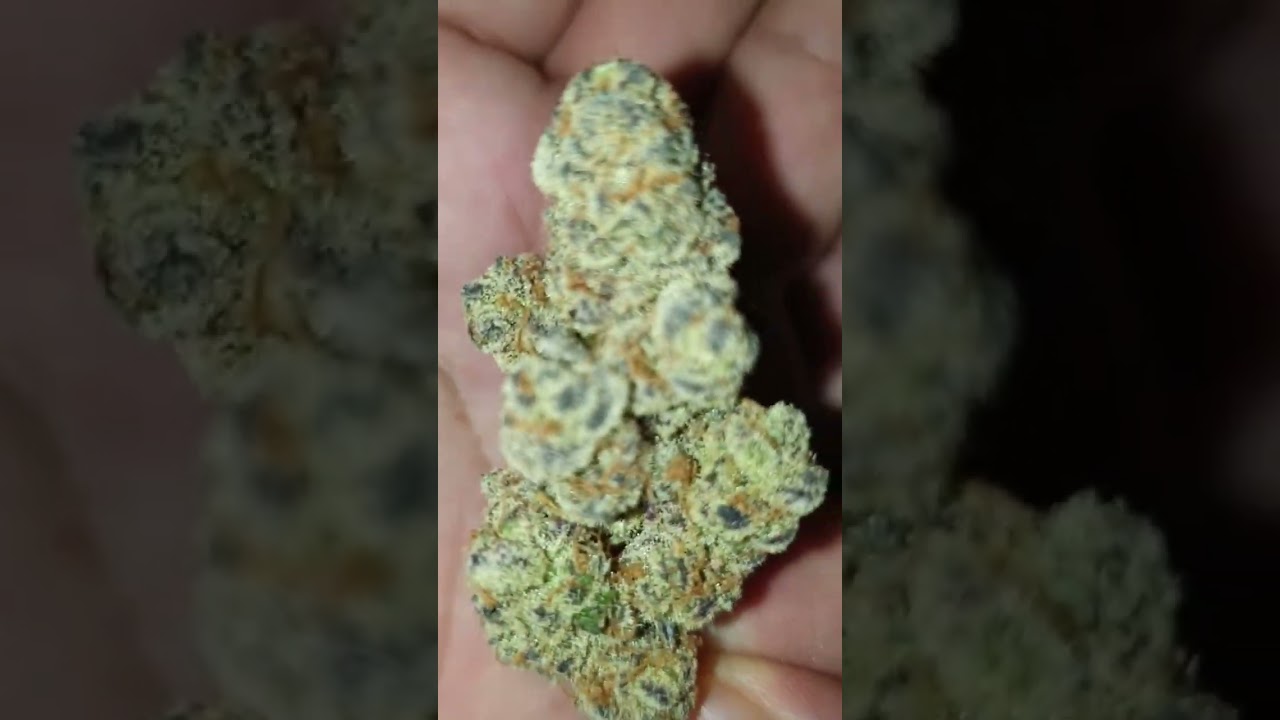 Glitter Bomb🍇Review⚕🍁🇬🇧💚