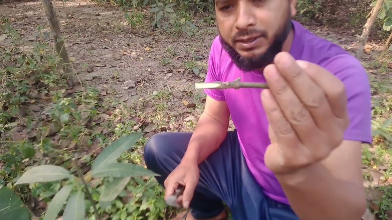 বাড়িতে থাকা ছোট ছোট দেশি চারা আম গাছকে কিভাবে উন্নত জাতের আম গাছে রুপান্তর করবেন একবার দেখে নিন। 