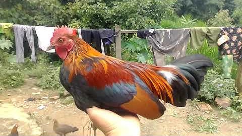 Qaib dib qua zoo npaj cuab xyoo tshiab || gà rừng mồi đang thay lông cua kênh A dơ