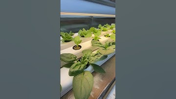 Nft hydroponics system
