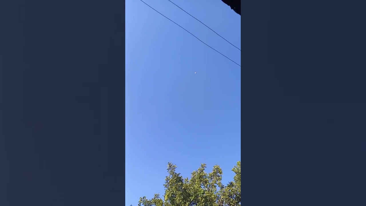 Подпишитесь | игра бойный голубь сизий узбекский