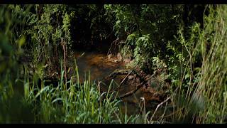 A River Speaks