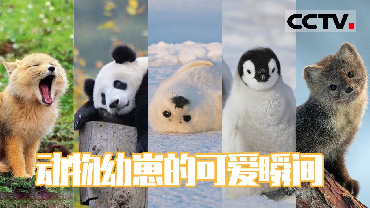 都让让，哪个顶流也打不过这只全网宠的熊猫, image size:1280x720