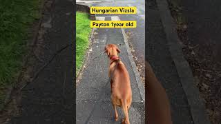 Hungarian Vizsla Dog #maryarvizsla #dog #payton #thai #hungarain #uk