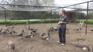 Animal behaviorist looks through the eyes of peafowl