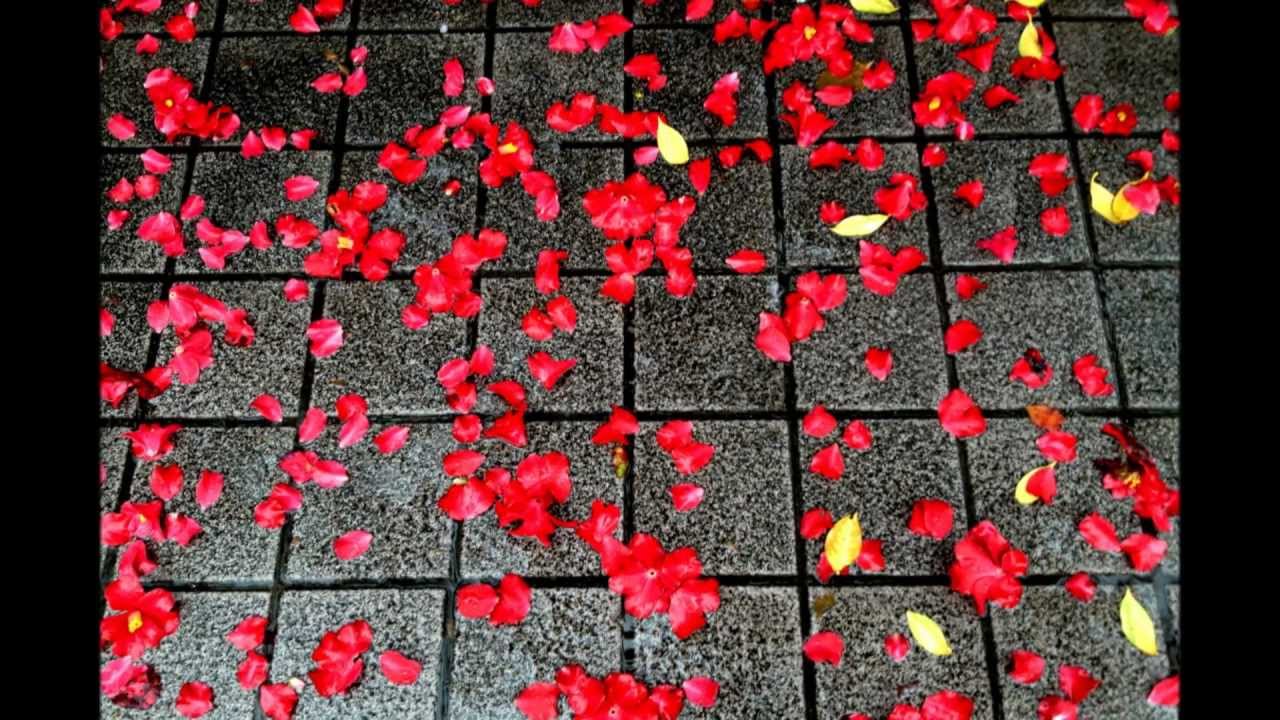 45秒リラックス 夜寝る前に見る癒しのムービー 椿よ Youtube