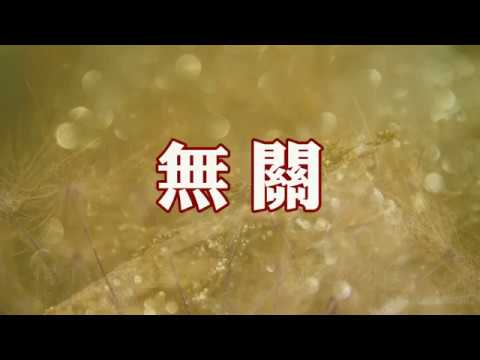 《無關》周深 Zhou Shen || 裝作與愛你無關 願長夜的孤單 換一生的牽絆 輕撫你留下的每一寸餘歡