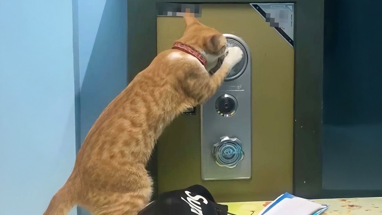 No One Warned Me About The Cat Thief 😁 Funny Cat Videos 2025