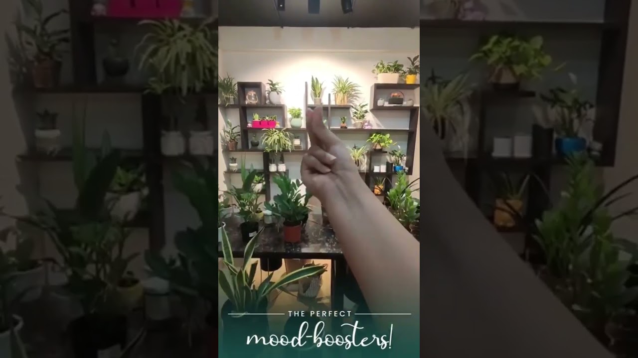 Mood Booster Plants