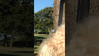 IMG 3722p squirrel