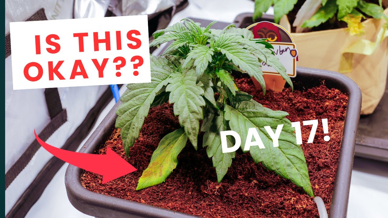 Day 17 – Are These Plants on Track for a MONSTER Yield? 