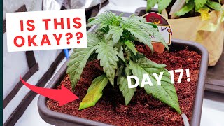 Day 17 – Are These Plants on Track for a MONSTER Yield? #autopotamus autopots grow update