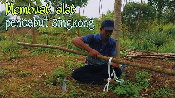 Cara Membuat Alat Bantu Pencabut Singkong Dengan Mudah Dan Tanpa Biaya