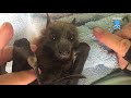 Juvenile flying-fox starts to feel better:   Maggie and Freeze