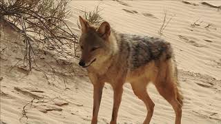 The desert wolf is considered one of the fiercest types of wolves. Is this true?