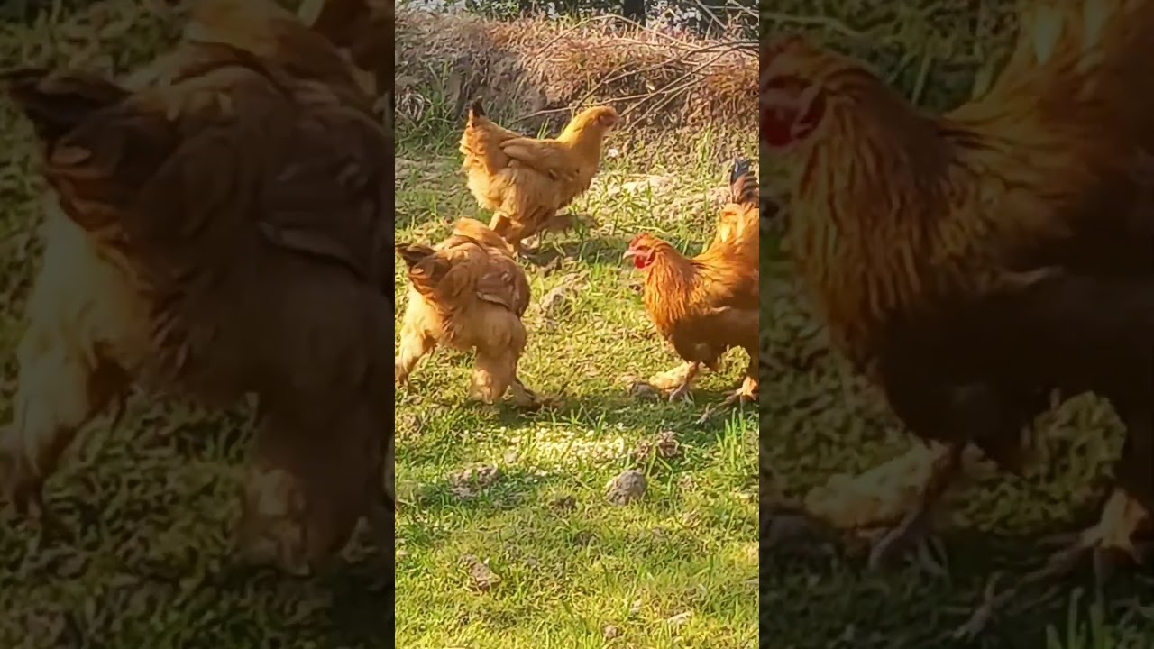 buff hens