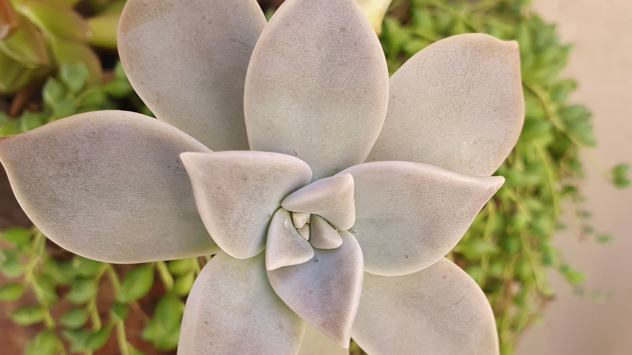 Paraguayense Suculenta, fácil cultivo, fácil proliferação, dicas  para iniciantes.